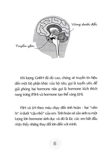 GnRH kích thích tuyến yên tiết FSH và LH