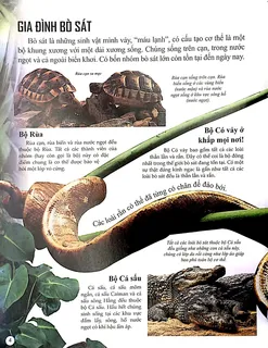 Gia đình bò sát - bốn nhóm chính