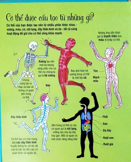 Cấu tạo cơ thể người - xương cơ nội tạng