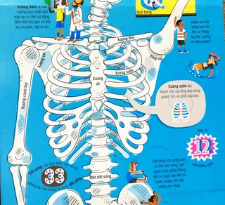 Khám phá hệ xương sườn và cột sống người