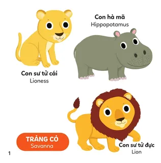 Động vật đồng cỏ Savanna: Sư tử và Hà mã