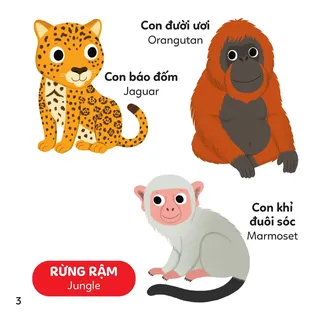 Động vật rừng rậm: báo đốm, đười ươi, khỉ đuôi sóc